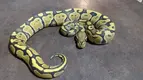 BALL PYTHON.webp