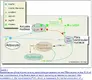 Leptin-resistance-and-hypothyroidism.webp