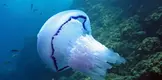 jellyfish-water-amount.webp