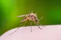 Mosquito-1024x682.webp