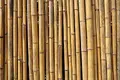 bamboo-1024x683.webp