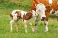 baby-cow-calf-1024x683.webp