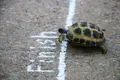 Turtle-crossing-chalk-finish-line.webp