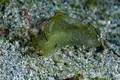 Sea-slug.webp