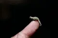 Dwarf-chameleon-on-fingertip.webp