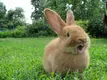 Red-rabbit-yawning.webp