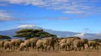 elephant-herd-1024x574.webp