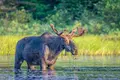 moose-1024x683.webp