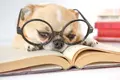 dog-reading-a-book-1024x683.webp