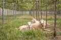 Sheep-in-Vineyard-1024x683.webp