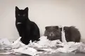 cats-made-mess-with-toilet-paper-1024x682.webp