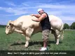 cow-steroids.webp