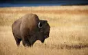 bison.webp