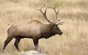 elk.webp