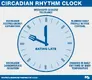 circadianrhythmsclockchart.webp