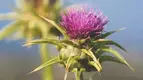 milk-thistle-flower-1296x728.webp