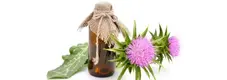 Milk%20Thistle.webp