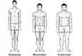 bodytypes.webp