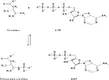 creatine-diag-1.webp