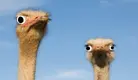 ostrich1.webp