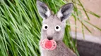 47536_baby-kangaroo.webp