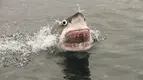 45538_shark-teeth.webp