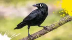 angry-crow-1.webp