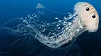 jellyfish.webp