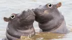 hippos.webp