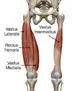 Quadriceps_Anatomy_large.webp