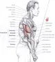 Triceps_Anatomy.webp