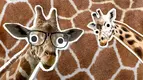 giraffe-facts-1.webp