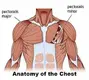 anatomy_large.webp