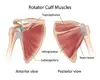 rotator_cuff_muscle_large.webp