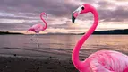 flamingo.webp