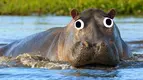 15-hippo.webp