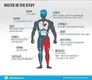 watter-in-the-body_infographic-700xh.webp