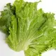 lettuce-large-200x200.webp