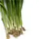 scallions_50-200x200.webp