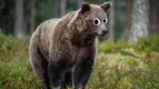 bear-forest.webp