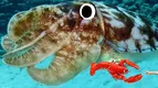 giant-squid-lobster.webp