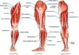 leg-muscle-png.webp