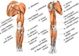 arm-muscle-png.webp