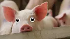 pig.webp