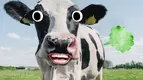 cow-fart.webp