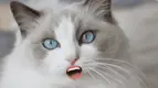 ragdoll-cat-eyes.webp