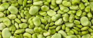 lima-beans-sized.webp