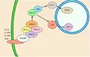 ng_pathway_through_IRAK4_and_the_myddosome_complex.webp