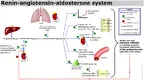 Renin-angiotensin-aldosterone_system.webp