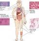 401_Types_of_Tissue.webp